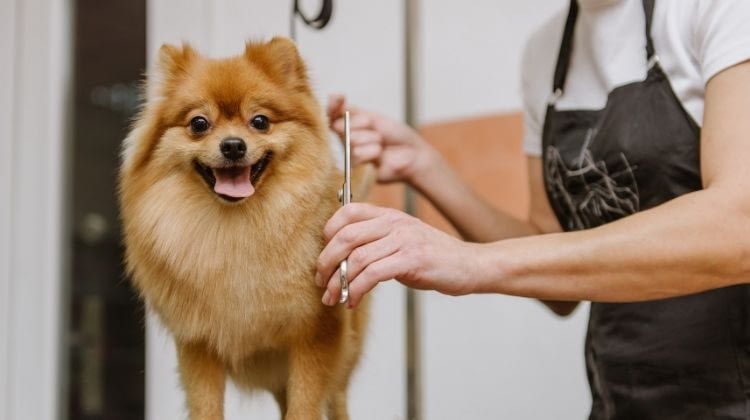 Successful Tips To Start a Dog Grooming Business